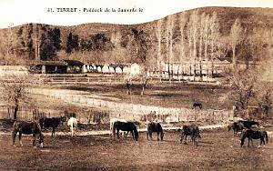 TIARET - JUMENTERIE - PADDOCK